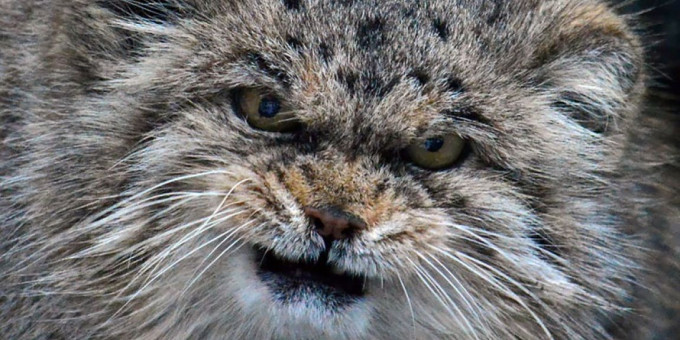 Старушка не представляла, какого кота она подобрала на улице