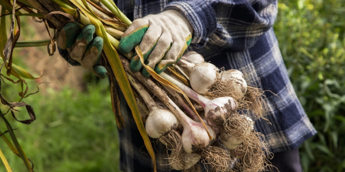 Как чеснок влияет на уровень сахара в крови: отчет вас удивит