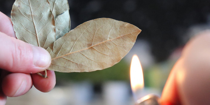 Как сжигать лавровый лист для лечения заболеваний