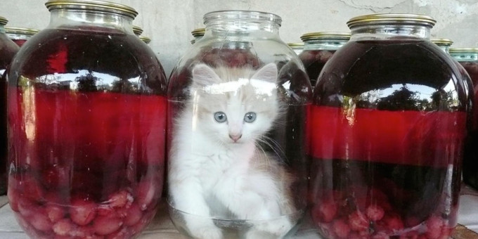 Котенок не мог вылезти из банки: что сделала мама-кошка