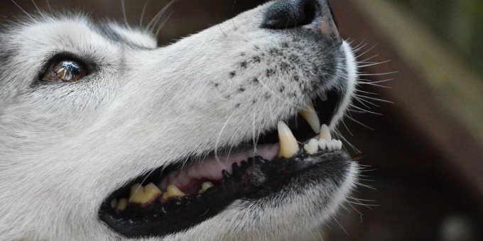 На свадьбе не знали, что она скрывала под платьем: пес все понял