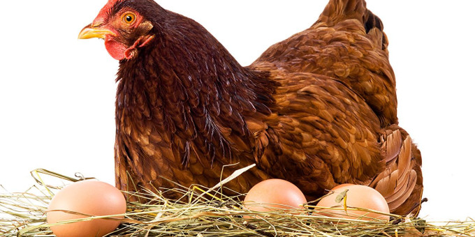 Коричневые яйца сильно отличаются от белых: вы не подозревали чем