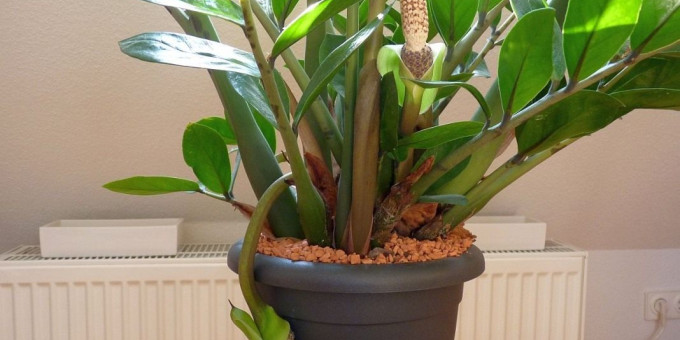 Убийца в горшке: почему этот цветок дома держать нельзя