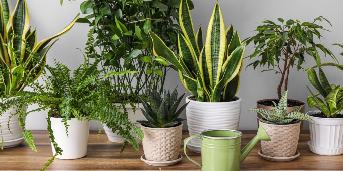 Тихий убийца в горшке: этот цветок не стоит держать дома