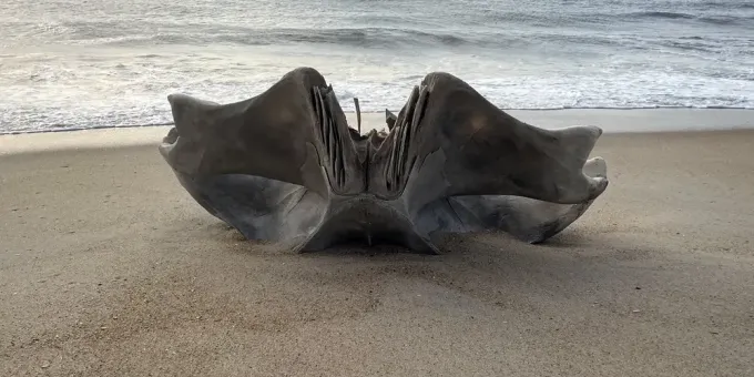 В Китае вынесло на берег настоящего гуманоида: оно живое