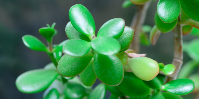 «Денежное дерево»: символ богатства, но угроза здоровью