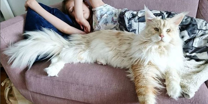 Огромный кот вырос до размеров ребенка