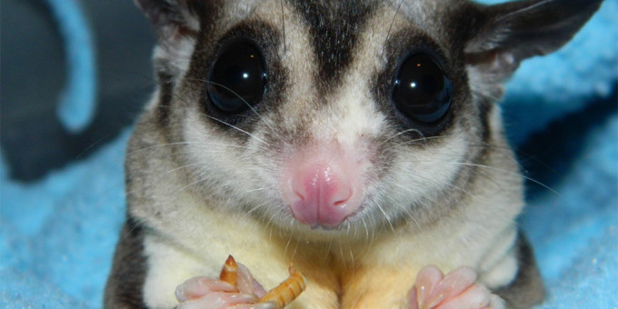 Парень сжалился и забрал странное существо домой и не зря