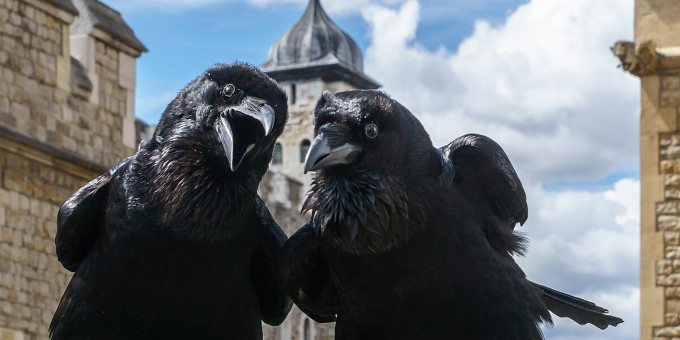 Ворона попросилась войти, и ей открыли окно: дальнейшее удивило