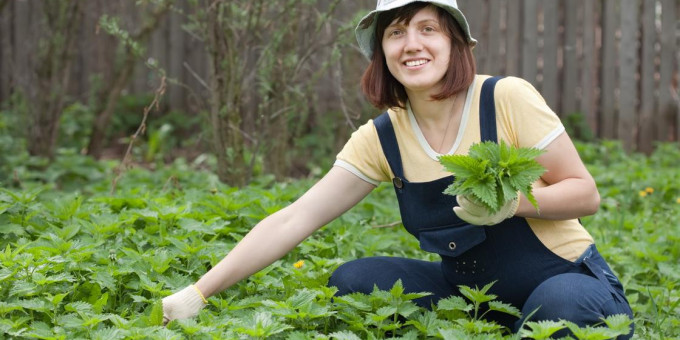 Крапива: какие болезни она может вылечить