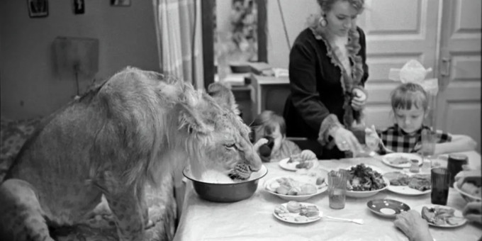 Эта семья держала льва в квартире: закончилось все трагически