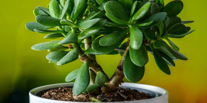 Гибискус и другие цветы, которые нельзя держать дома