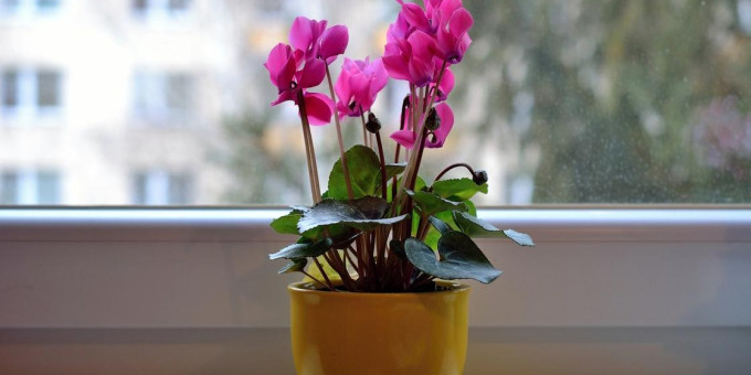 Этим цветам не место в квартире: они разрушат жизнь