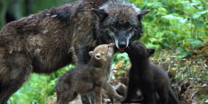 Огромный волк вышел к людям и «попросил» о спасении