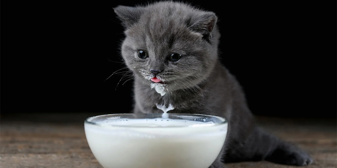 Почему взрослым котам нельзя пить молоко?