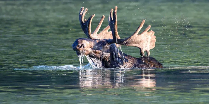 Лося нашли в радиоактивном озере Чернобыля: что с ним стало
