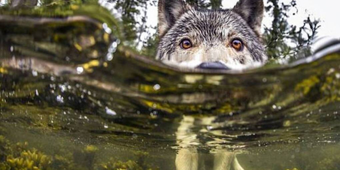 Девушки нашли волка в ледяной воде: что сделали с ним