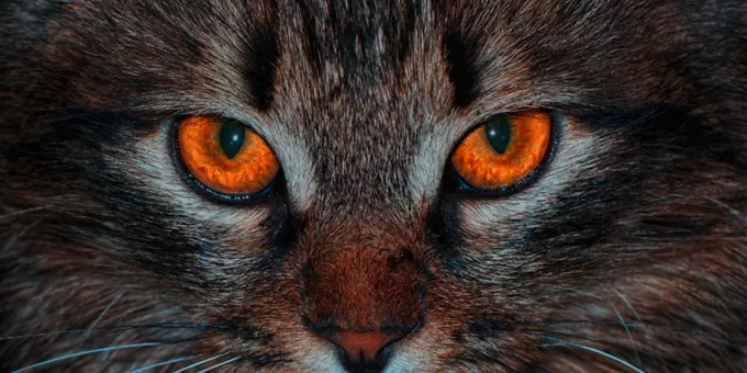 Почему лучше не смотреть кошке в глаза: это не мистика