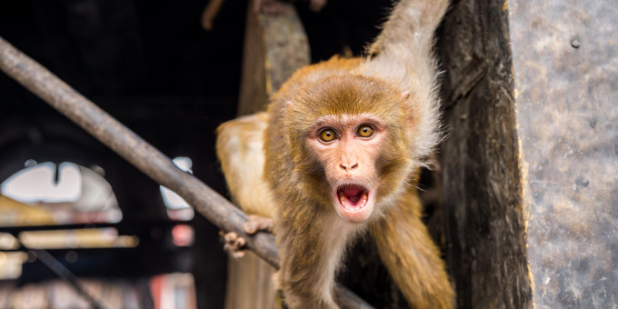 Врач назвал первые симптомы оспы обезьян