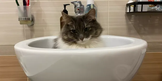 Кошка ходит хвостом за хозяином: что это значит