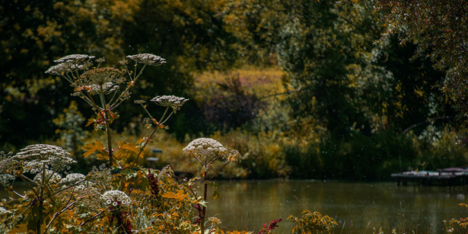 Миллион за сорняк: дачников начнут штрафовать с 1 апреля