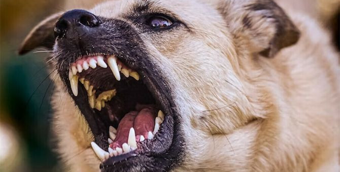 Спастись от своры: кинолог назвал 3 главных правила при атаке собак