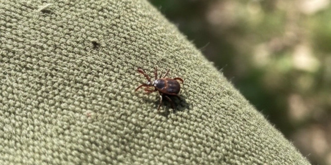 В апреле от клещей: 5 капель на одежду и паразиты не тронут