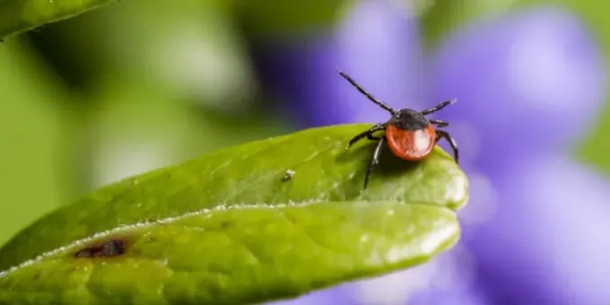 1 хитрость, и клещи потеряют к вам всякий интерес