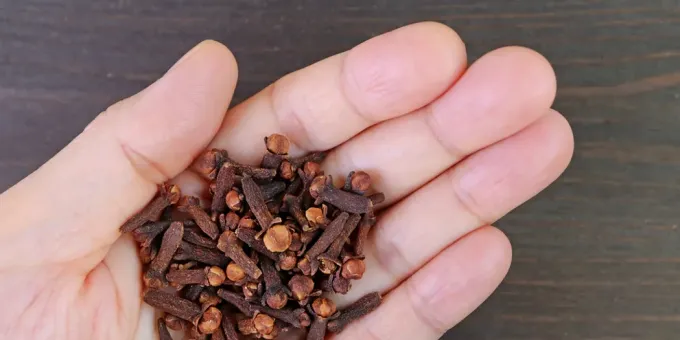 Что будет с организмом, если жевать сушеную гвоздику ежедневно