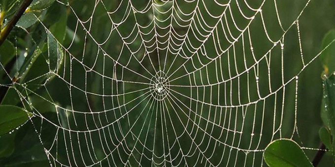 Опасная паутина: россиян срочно предупредили