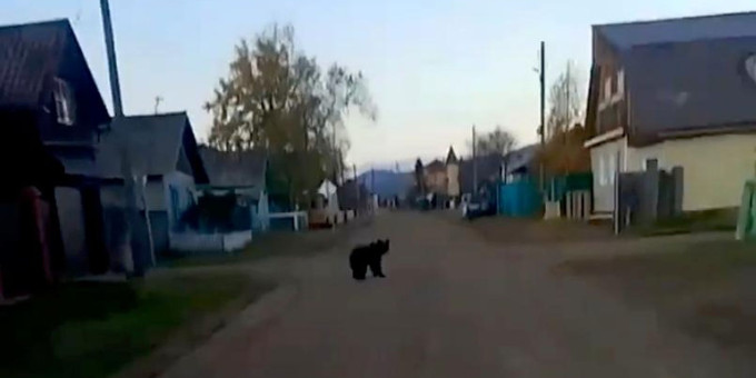 Медведь вышел к людям в селе в Бурятии