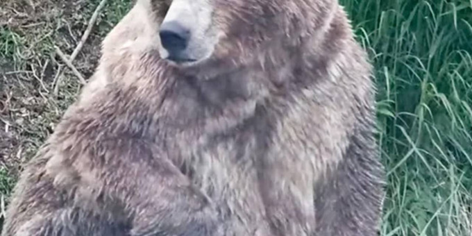 Выбран самый впечатляюще зажиревший к зиме медведь