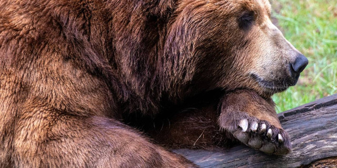 Туристы полтора часа отбивались от медведя с криками в Челябинской области