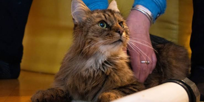 Сбежавший кот вернулся к семье через 12 лет